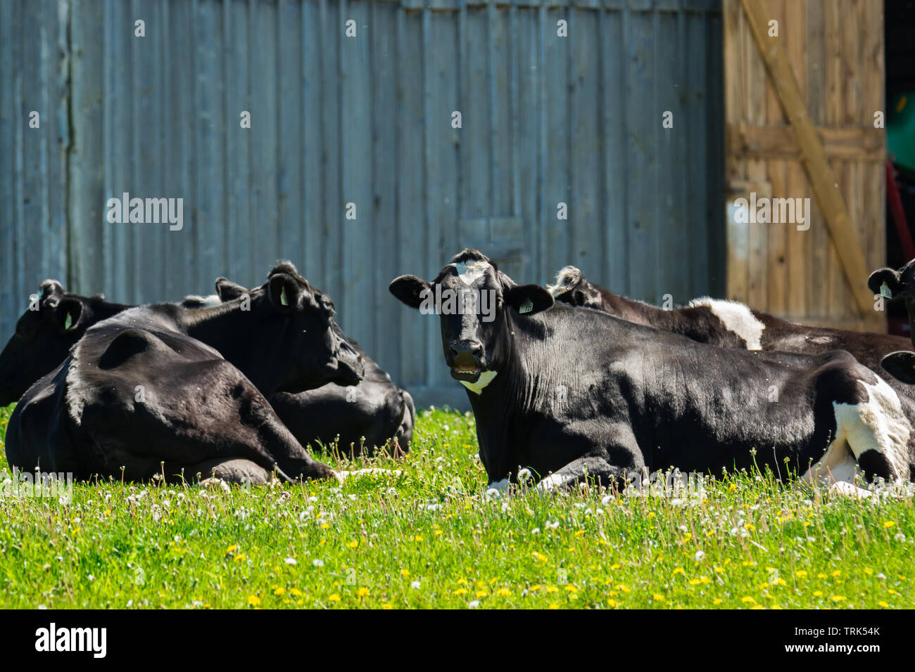 Farm black and white milk cows resting by old barn Stock Photo - Alamy