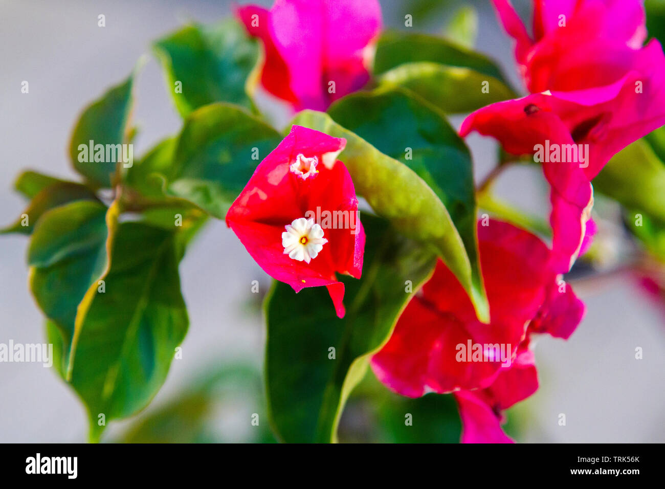 Close up of Red bougainvillea blooming in resort on the island of Moorea Stock Photo