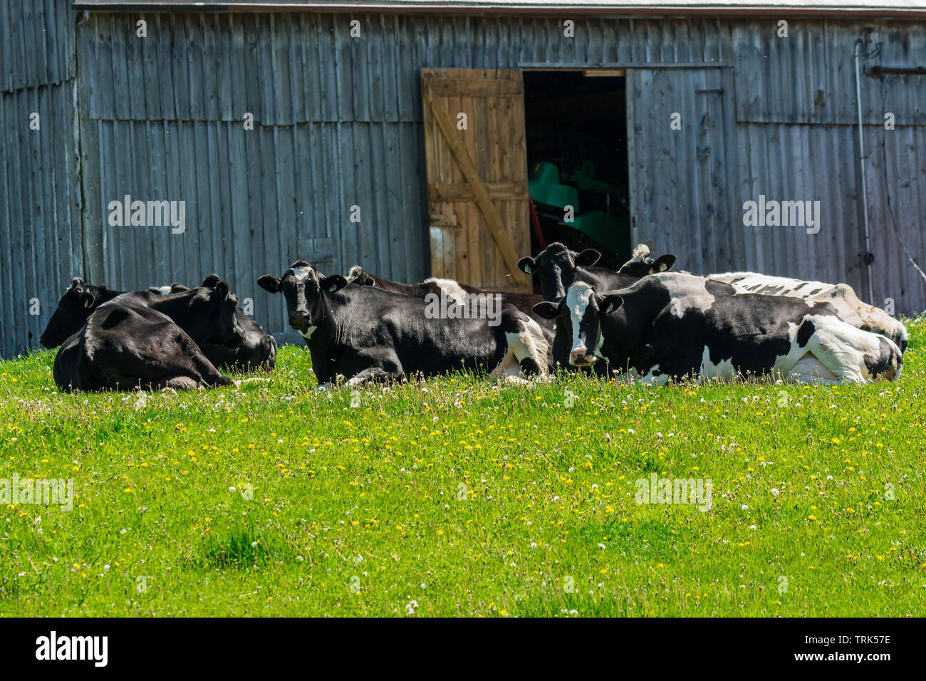 Farm black and white milk cows resting by old barn Stock Photo - Alamy