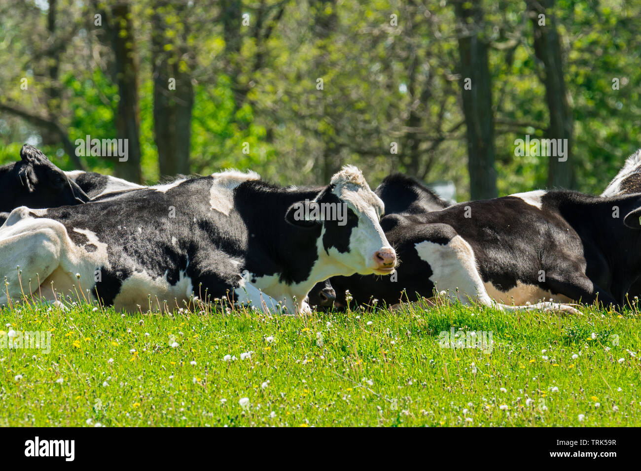 Farm black and white milk cows resting by old barn Stock Photo - Alamy