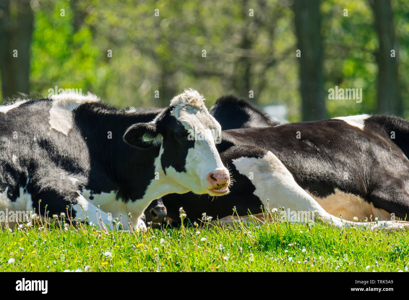 Farm black and white milk cows resting by old barn Stock Photo - Alamy