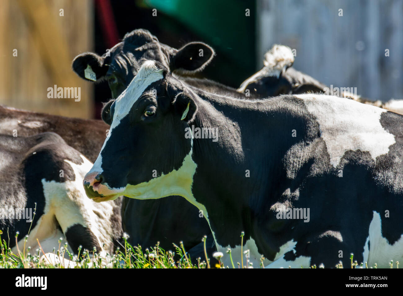 Farm black and white milk cows resting by old barn Stock Photo - Alamy