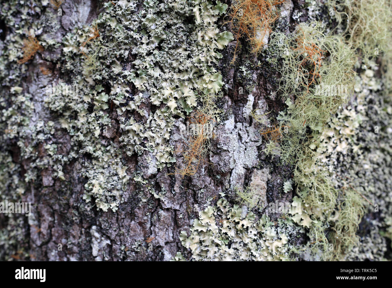 Texture of a tree trunk with a lot of white, grey and orange lichen growing on it. Photographed in the forests of the island of Madeira, Portugal. Stock Photo