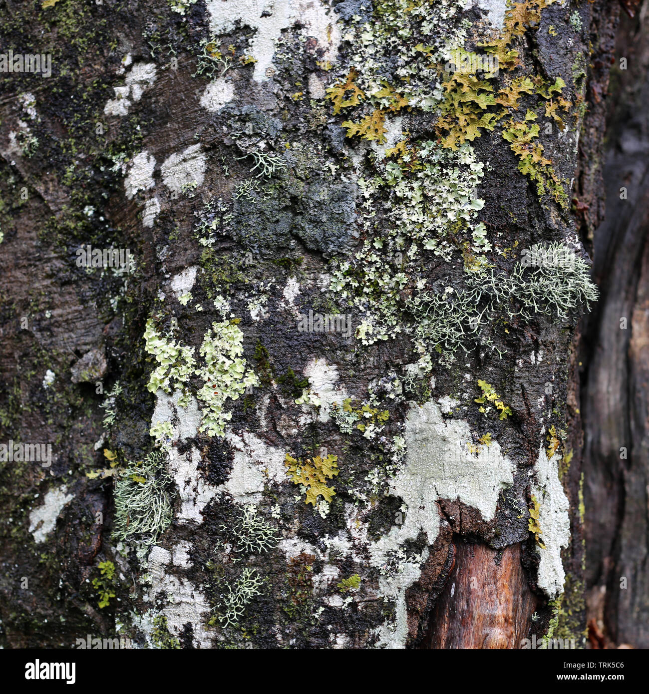 Texture of a tree trunk with a lot of white, grey and orange lichen growing on it. Photographed in the forests of the island of Madeira, Portugal. Stock Photo