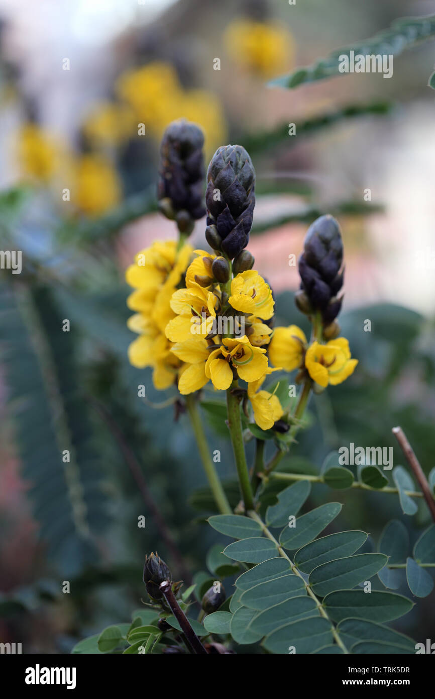 Exotic yellow and black flowers photographed in Madeira, Portugal. These flowers can probably be found wild from Africa too. Beautiful colorful plants Stock Photo