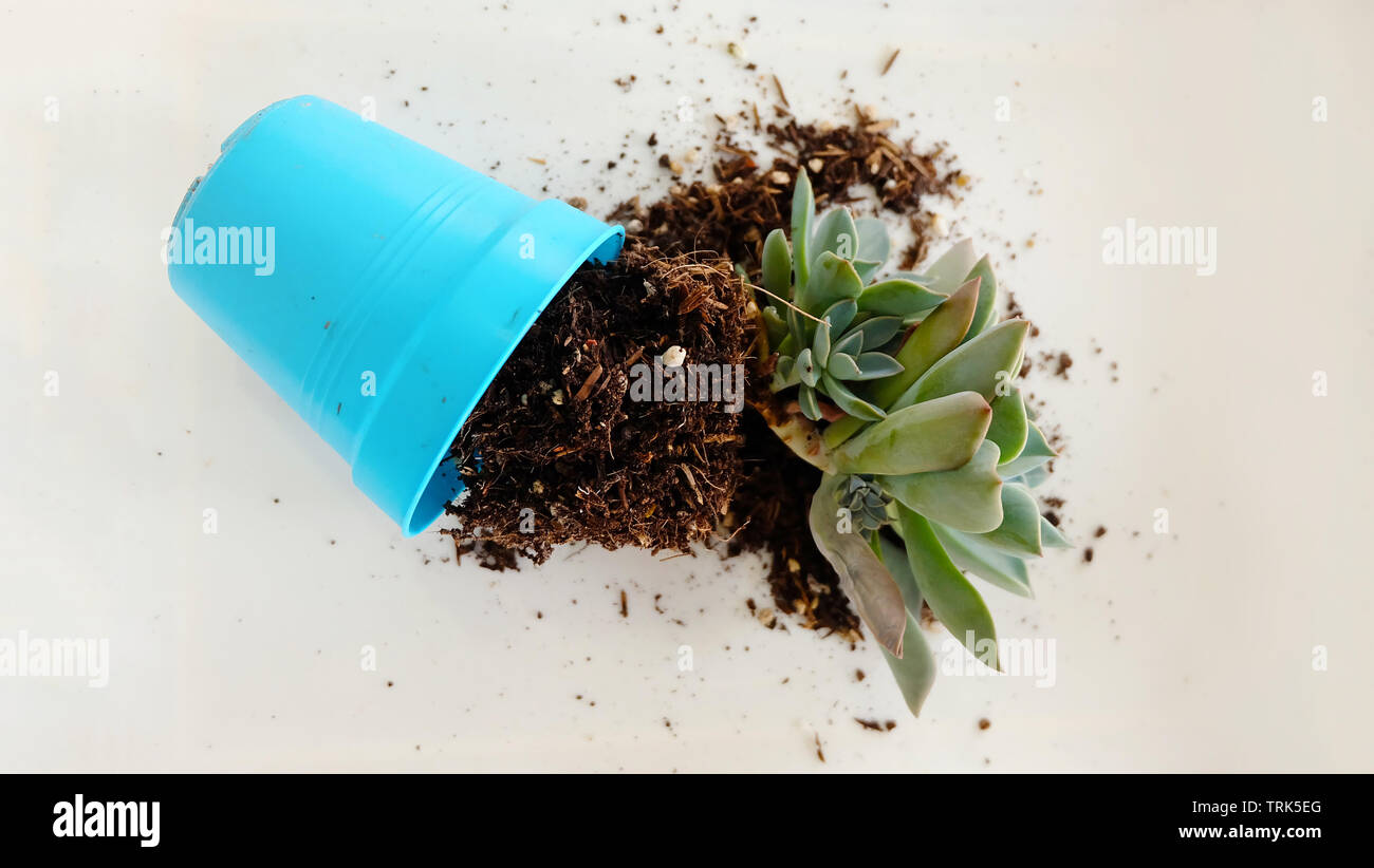 Broken pot plant hi-res stock photography and images - Page 2 - Alamy