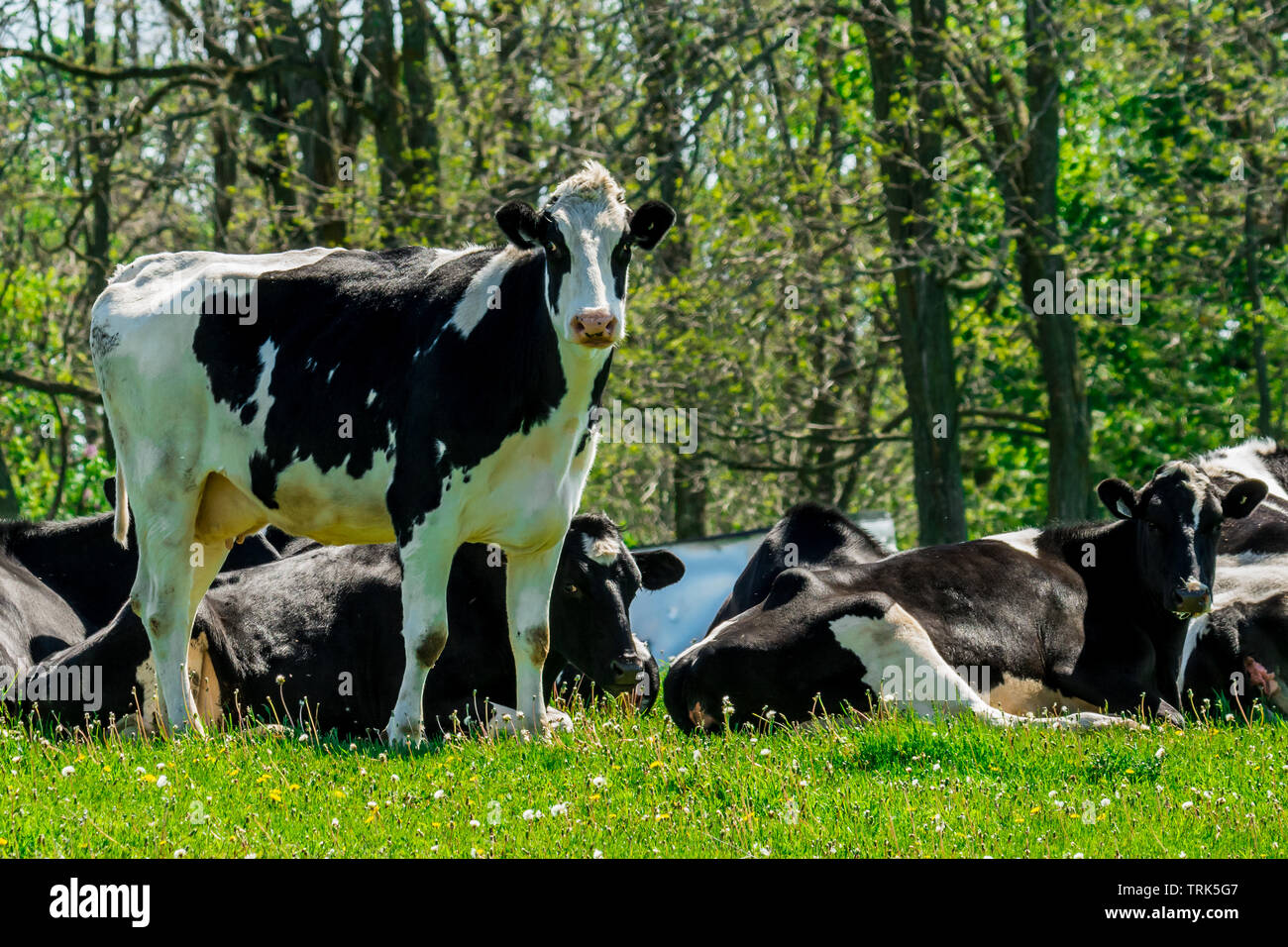 Farm black and white milk cows resting by old barn Stock Photo - Alamy