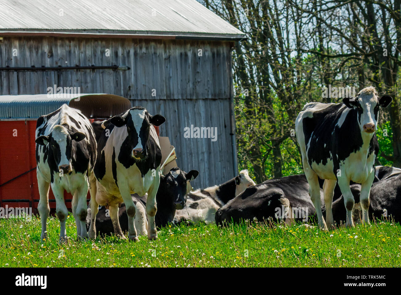 Farm black and white milk cows resting by old barn Stock Photo - Alamy