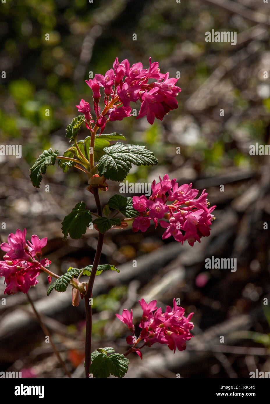 Red-Flowering Currant (Ribes sanguineum), an early-blossoming wild shrub, in the Oregon Cascades Stock Photo