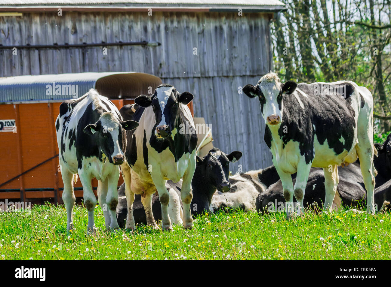 Farm black and white milk cows resting by old barn Stock Photo - Alamy