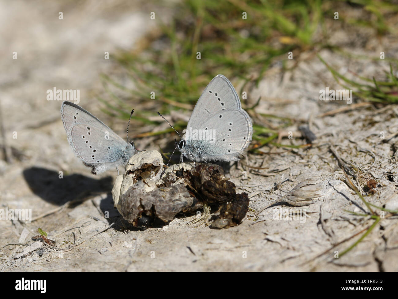 Two rare Small Blue Butterfly, Cupido minimus, feeding on animal faeces on the ground. Stock Photo
