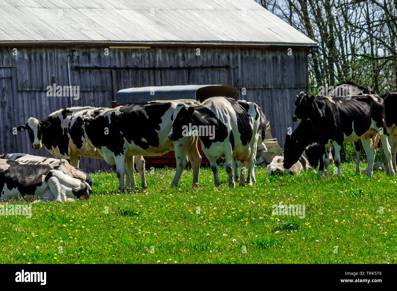 Farm black and white milk cows resting by old barn Stock Photo - Alamy