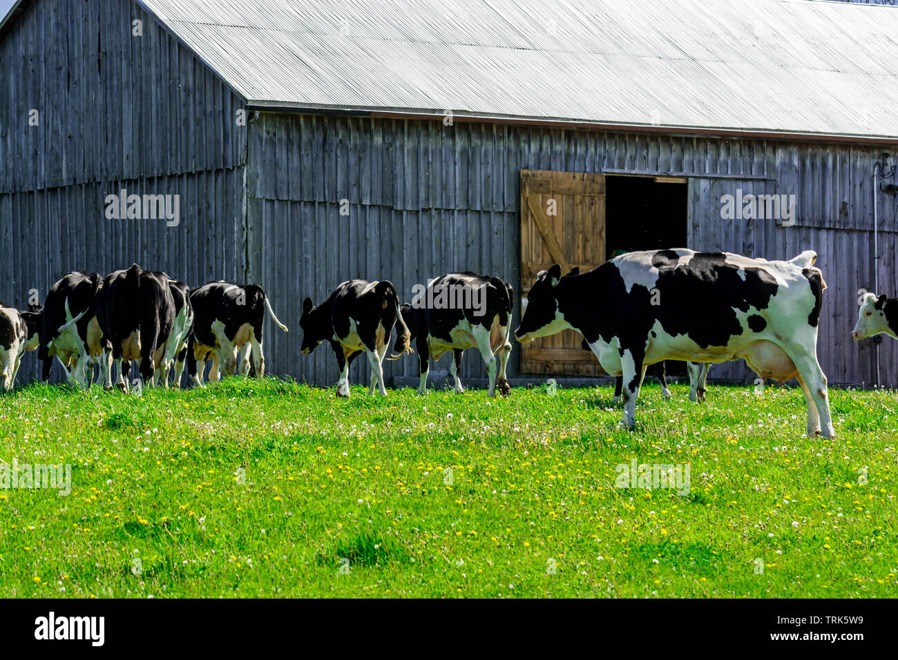 Farm black and white milk cows resting by old barn Stock Photo - Alamy