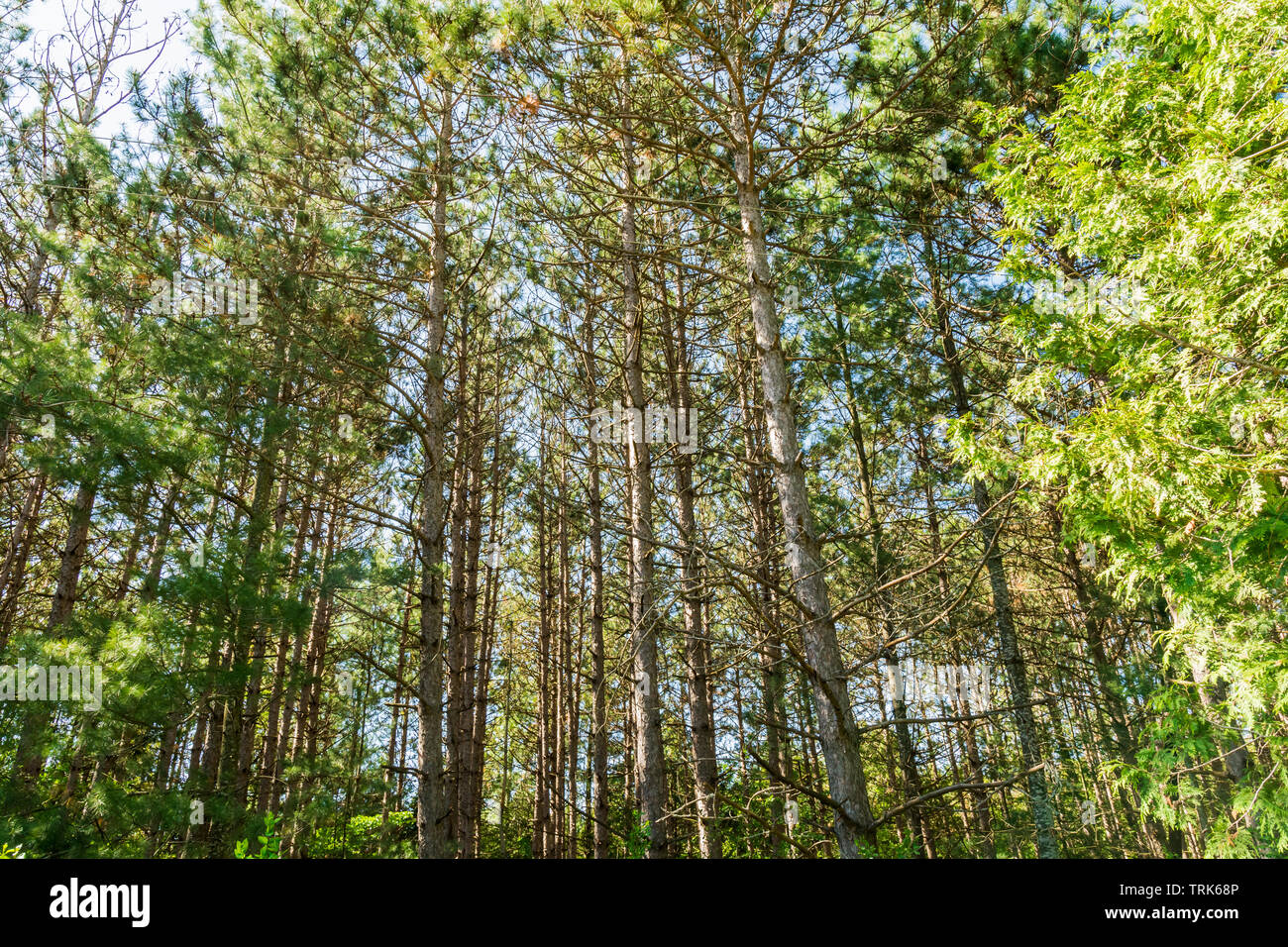 Forest trees in summer Stock Photo - Alamy