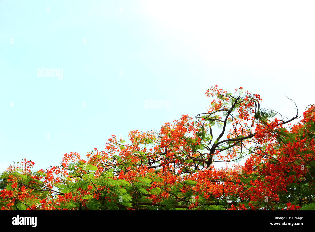 tree with blue sky Stock Photo - Alamy