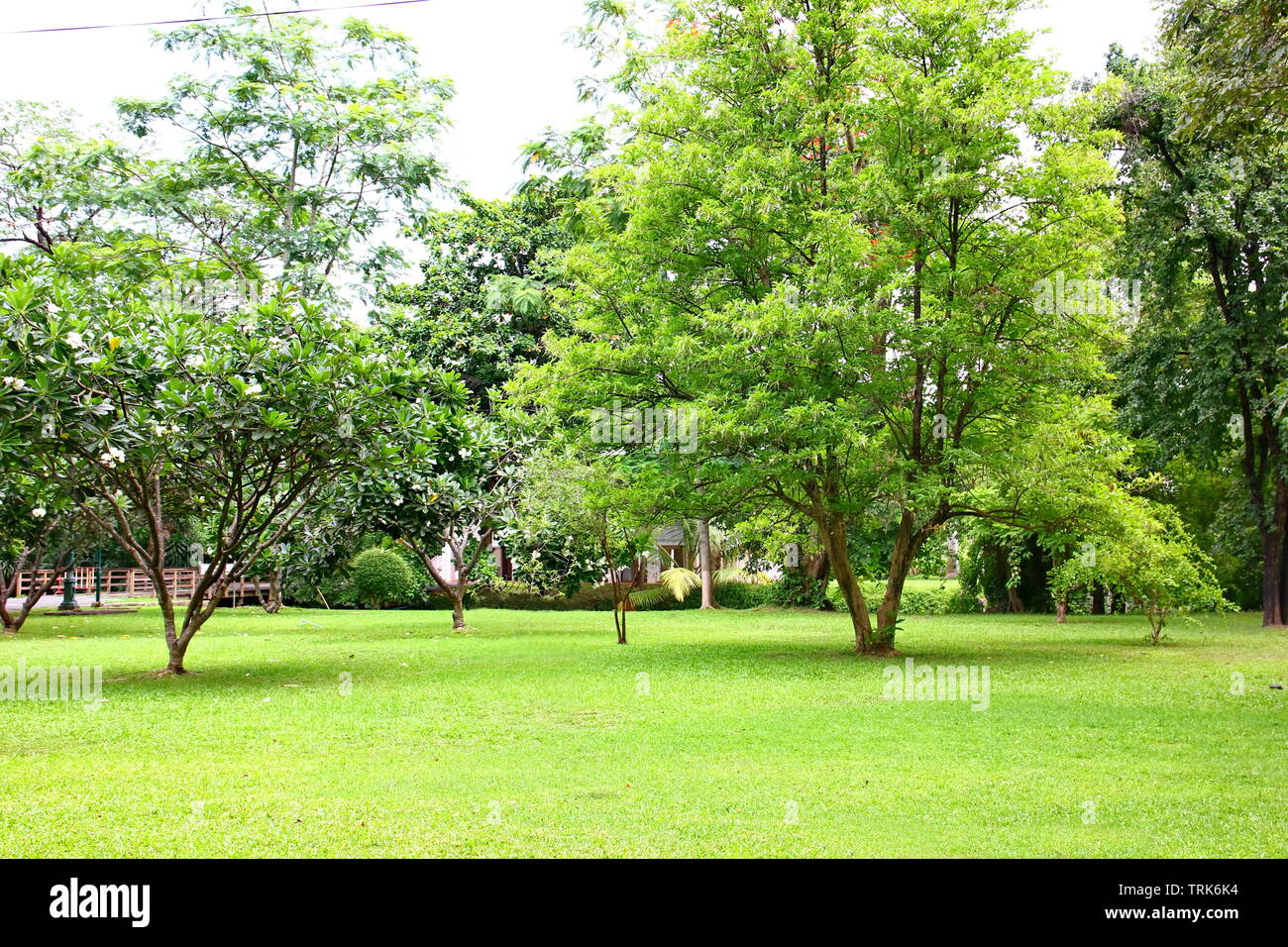 fresh air in park.green area create a good environment in the city for people to have outdoor activities. Stock Photo