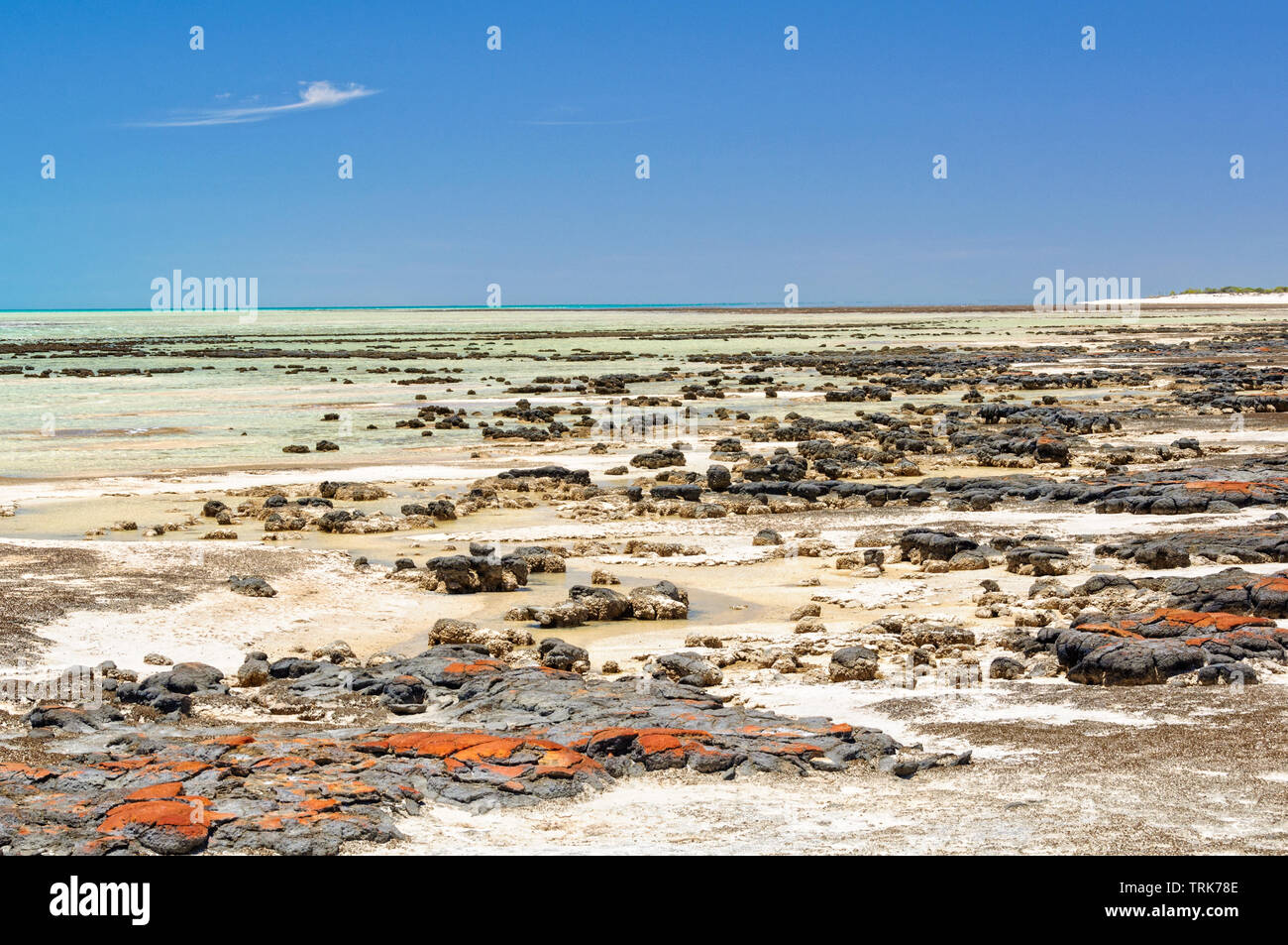 Stromatolites are rock-like structures formed by bacteria in shallow water - Hamelin Pool, Denham, WA, Australia Stock Photo