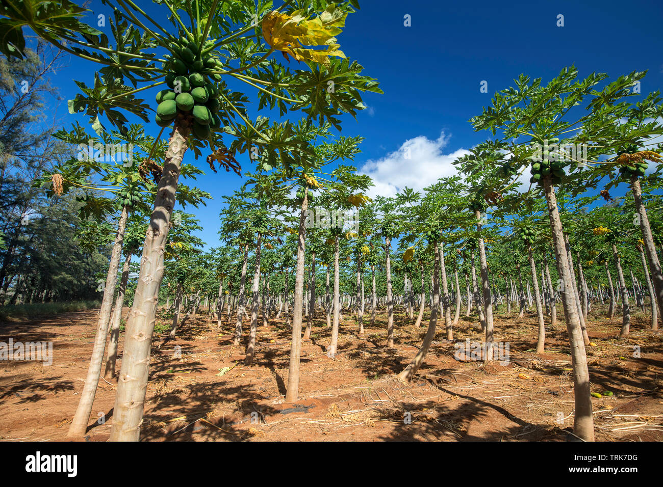 A papaya field, Carica papaya, on a farm on the island of Molokai, Hawaii, United States of America, Pacific. Stock Photo