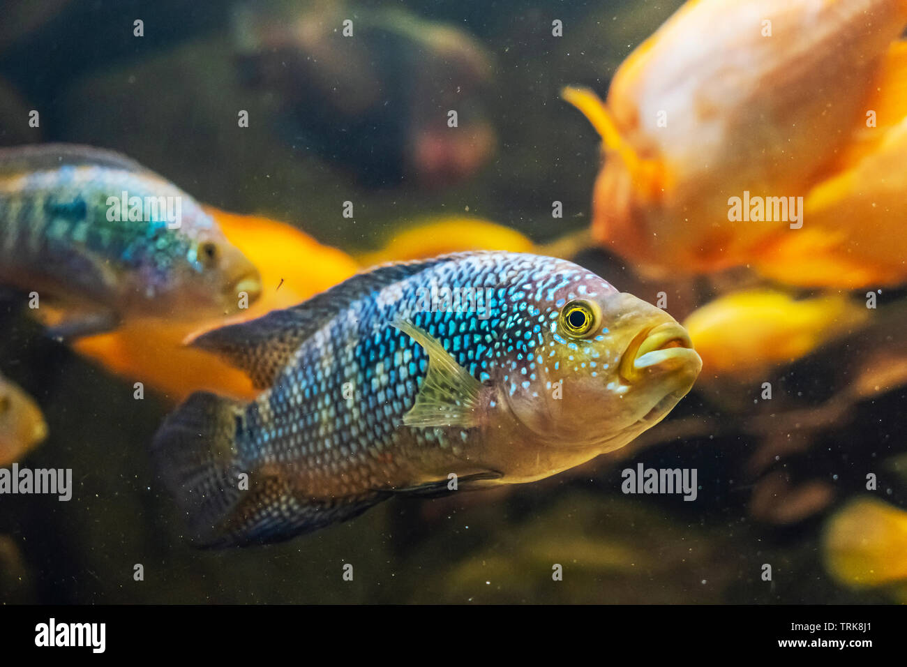 Jack Dempsey fish - Rocio octofasciata. Freshwater natural scene. Beauty in nature. Stock Photo
