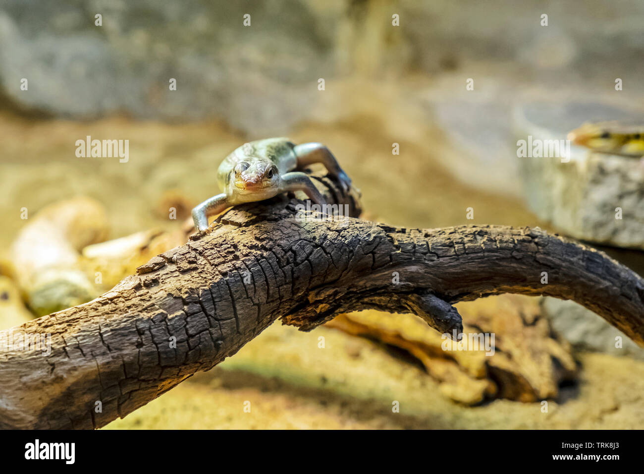 Rainbow mabuya - Trachylepis margaritifera. Animal scene. Stock Photo