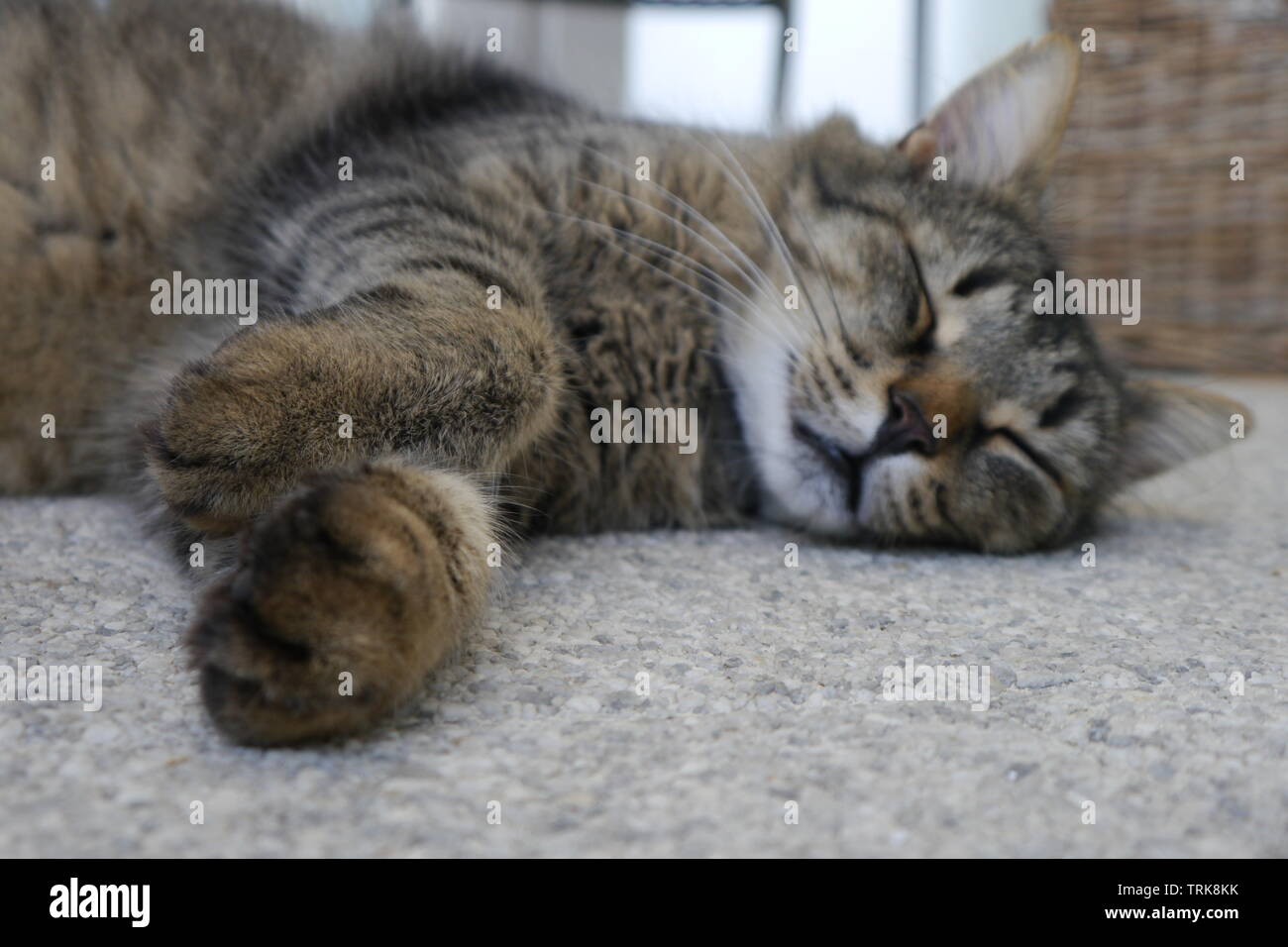 Cute brown cat sleeping on grey stone floor. Stock Photo