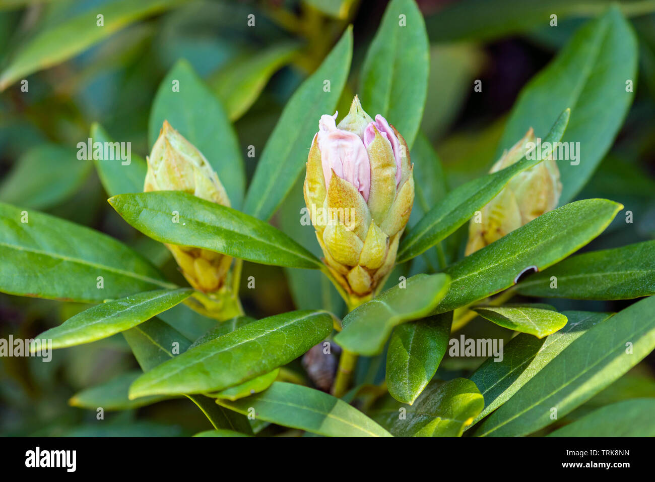 Flower buds of rhododendron in springtime. Seasonal natural scene. Stock Photo