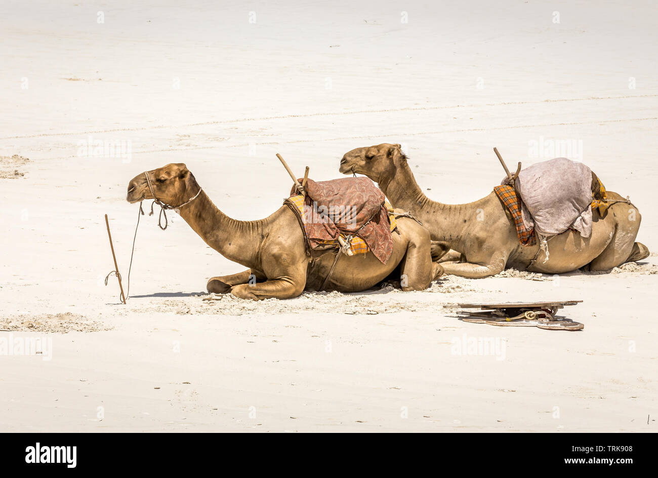 Camels on white sand of Diani beach, Kenya Stock Photo