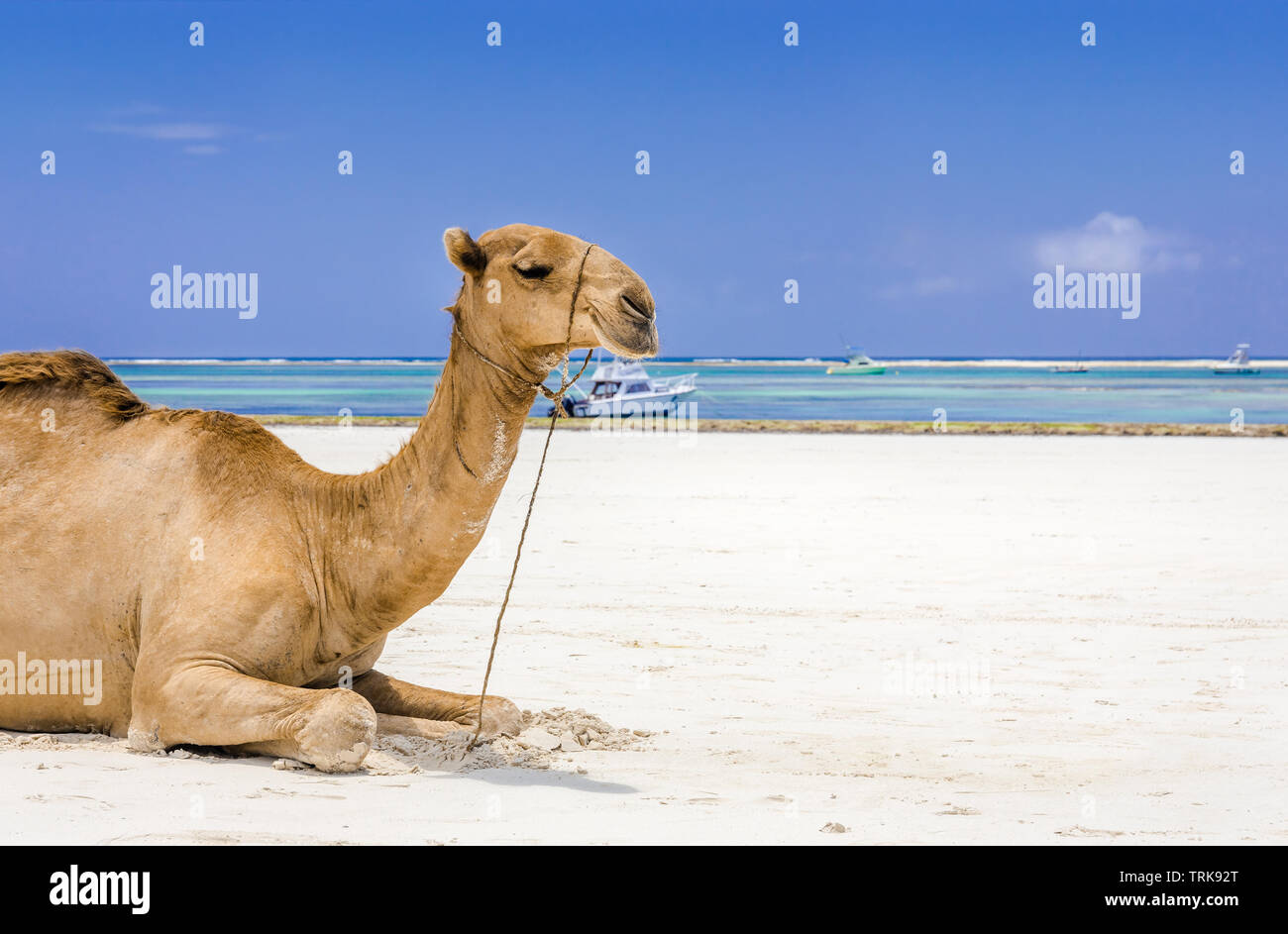 Camel and Diani beach seascape with turquoise Indian Ocean,  Kenya Stock Photo