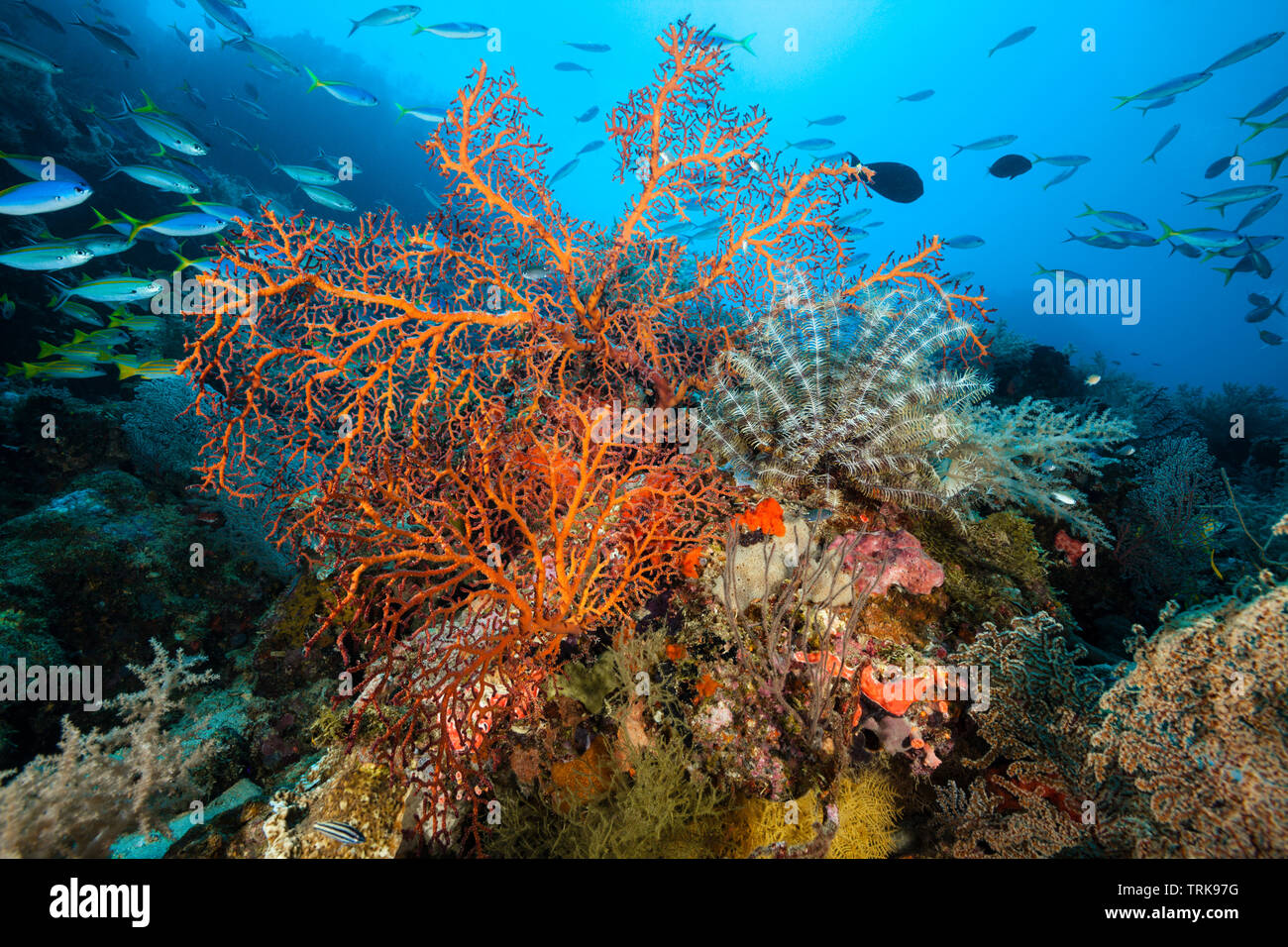 Species-rich Coral Reef, Lissenung, New Ireland, Papua New Guinea Stock Photo