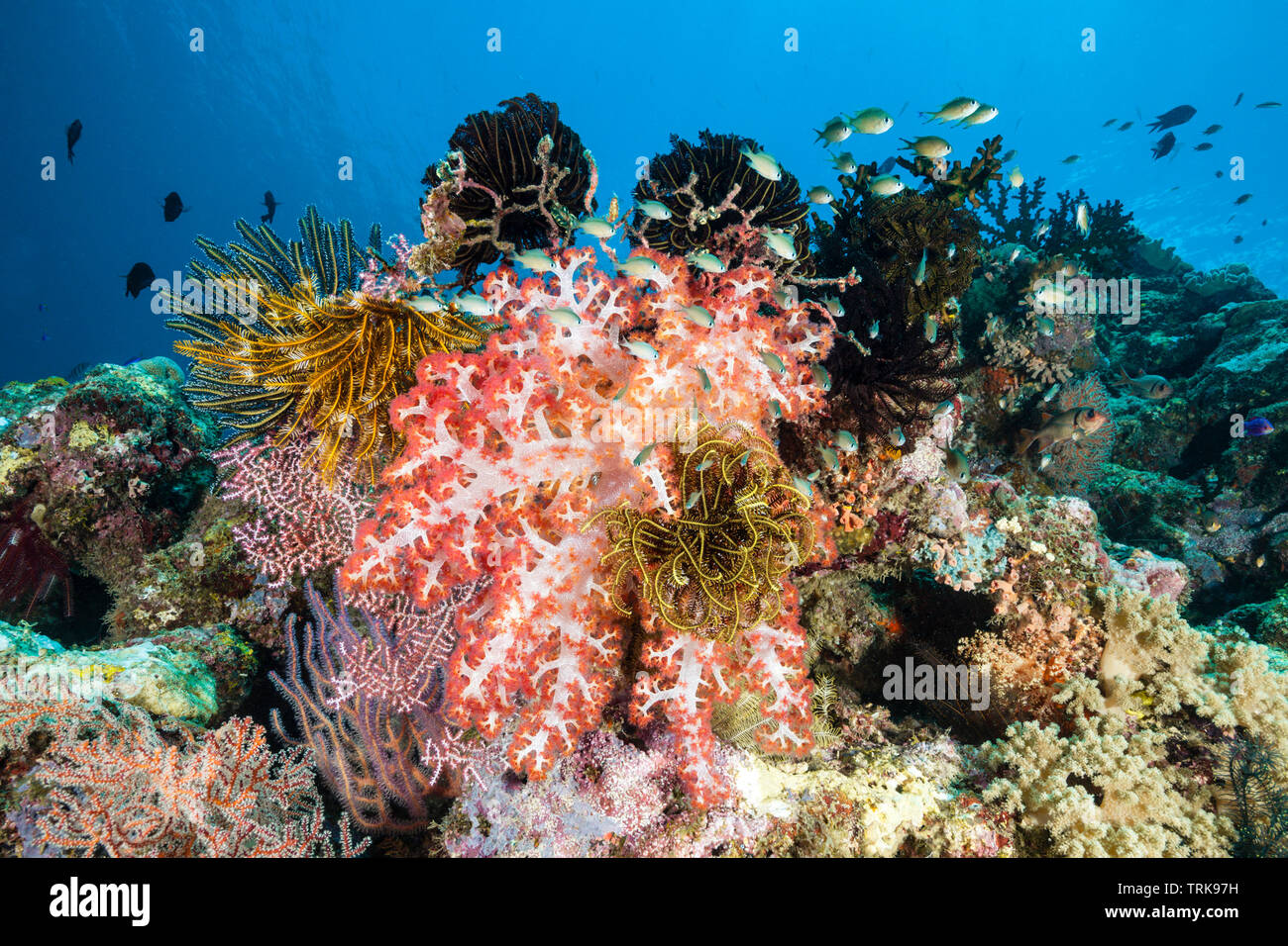 Species-rich Coral Reef, Lissenung, New Ireland, Papua New Guinea Stock Photo