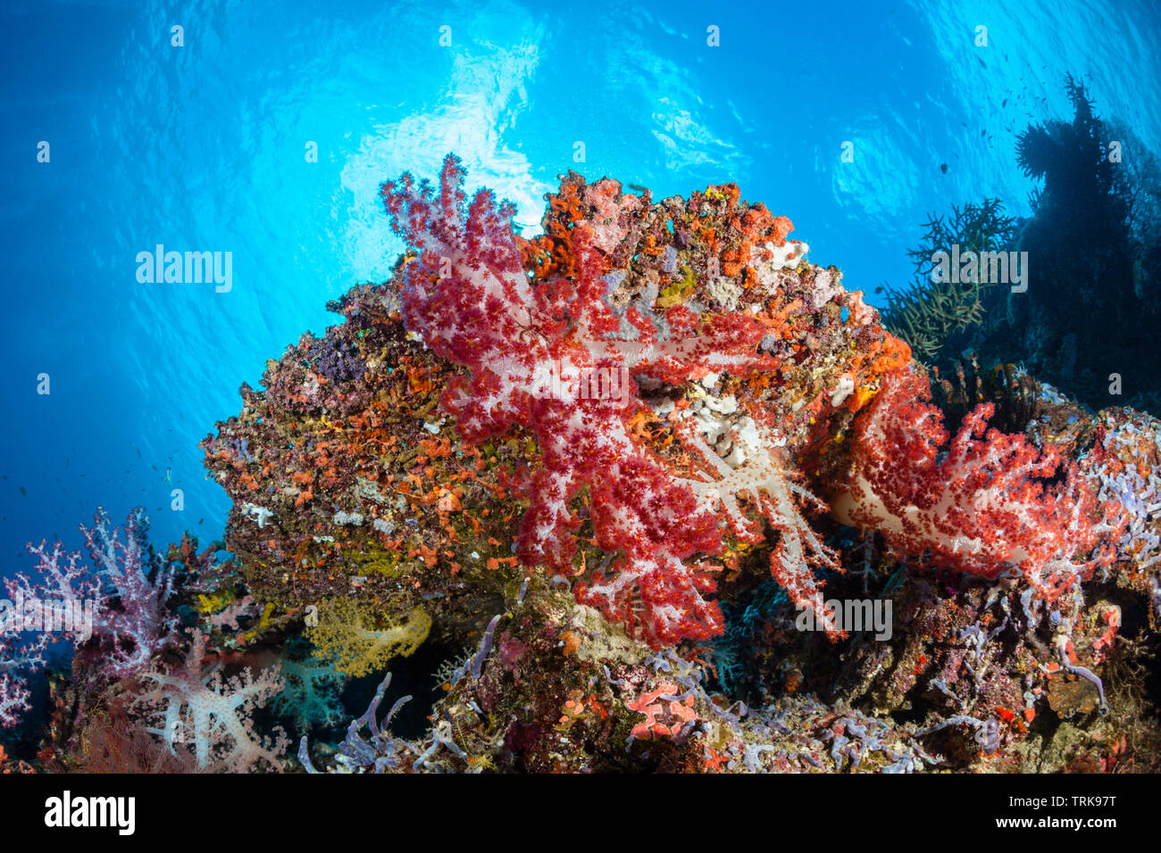 Soft Corals in Coral Reef, Dendronephthya, Lissenung, New Ireland, Papua New Guinea Stock Photo