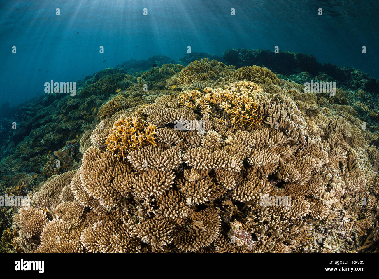 Healthy Hard Coral Reef, Acropora, Lissenung, New Ireland, Papua New Guinea Stock Photo