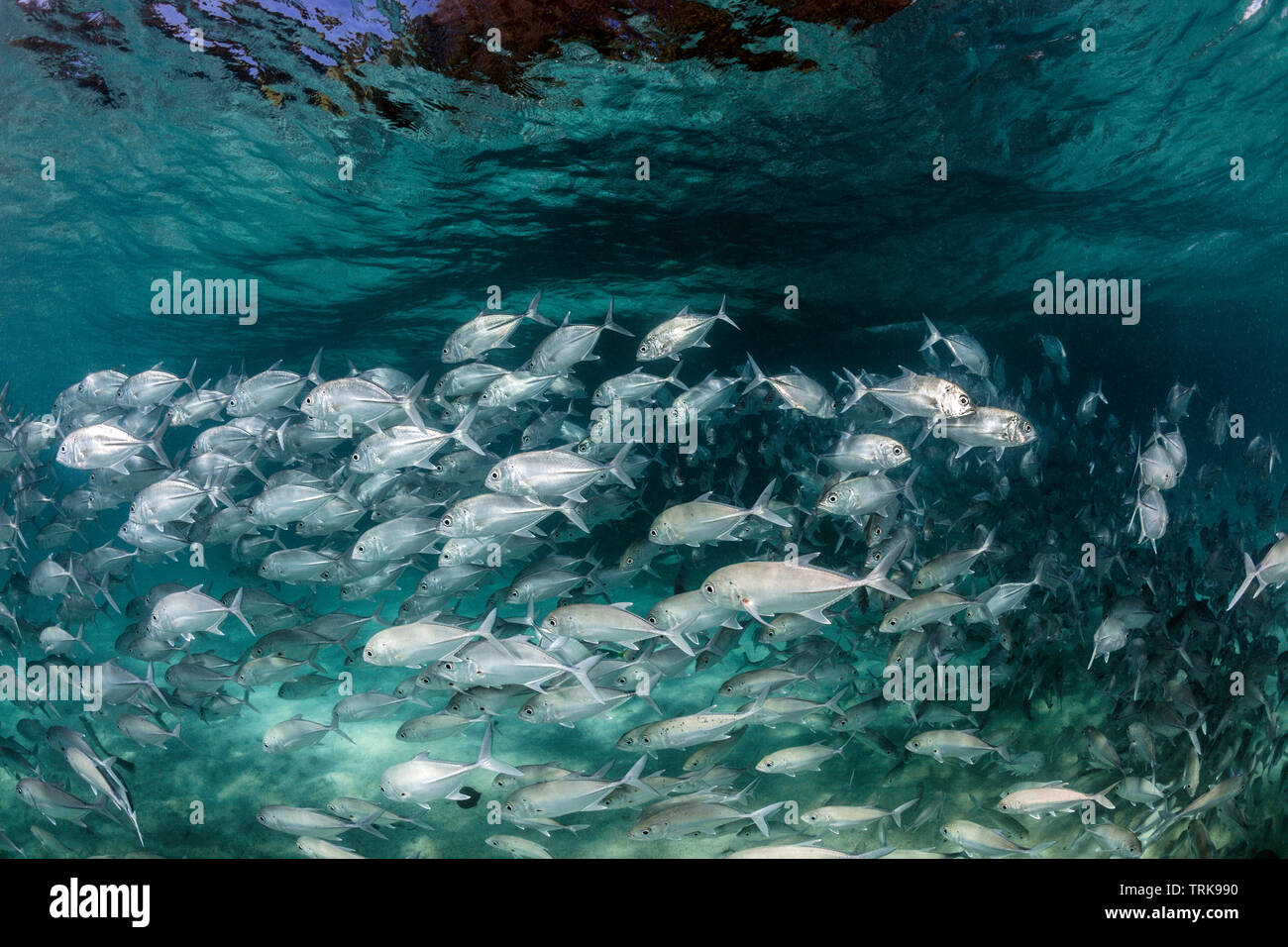 Shoal of Bigeye Trevally, Caranx sexfasciatus, Lissenung, New Ireland, Papua New Guinea Stock Photo