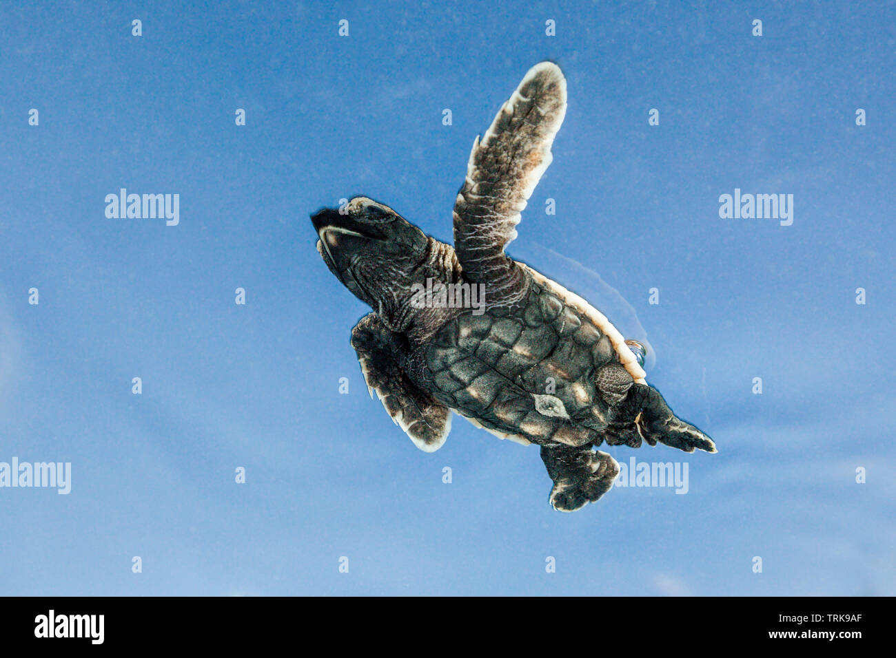 Hawksbill Turtle hatchling paddles away from shore, Eretmochelys imbricata, Lissenung, New Ireland, Papua New Guinea Stock Photo