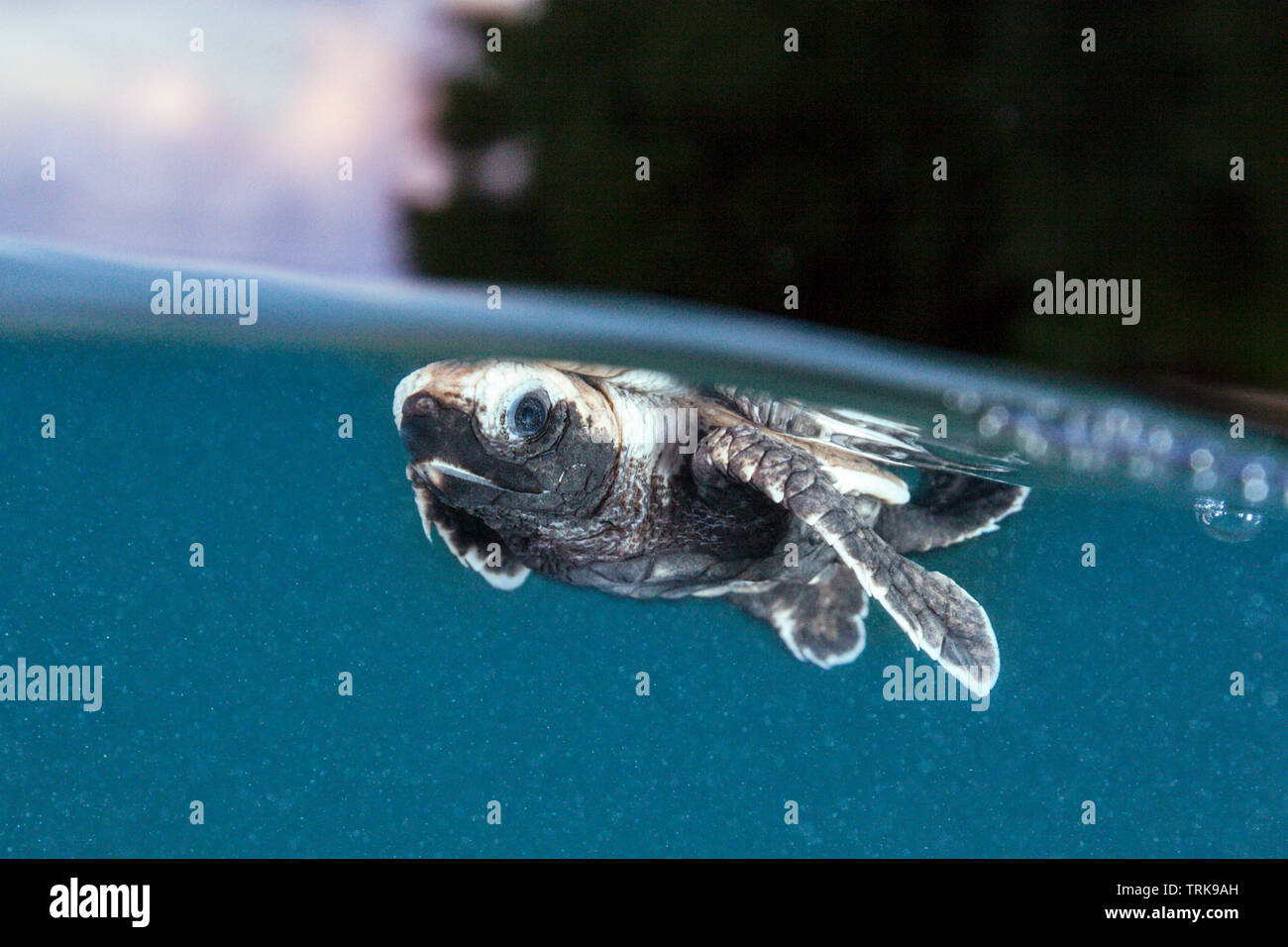 Hawksbill Turtle hatchling paddles away from shore, Eretmochelys imbricata, Lissenung, New Ireland, Papua New Guinea Stock Photo