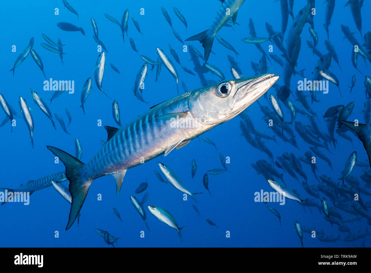 Blackfin Barracuda, Sphyraena qenie, Lissenung, New Ireland, Papua New Guinea Stock Photo