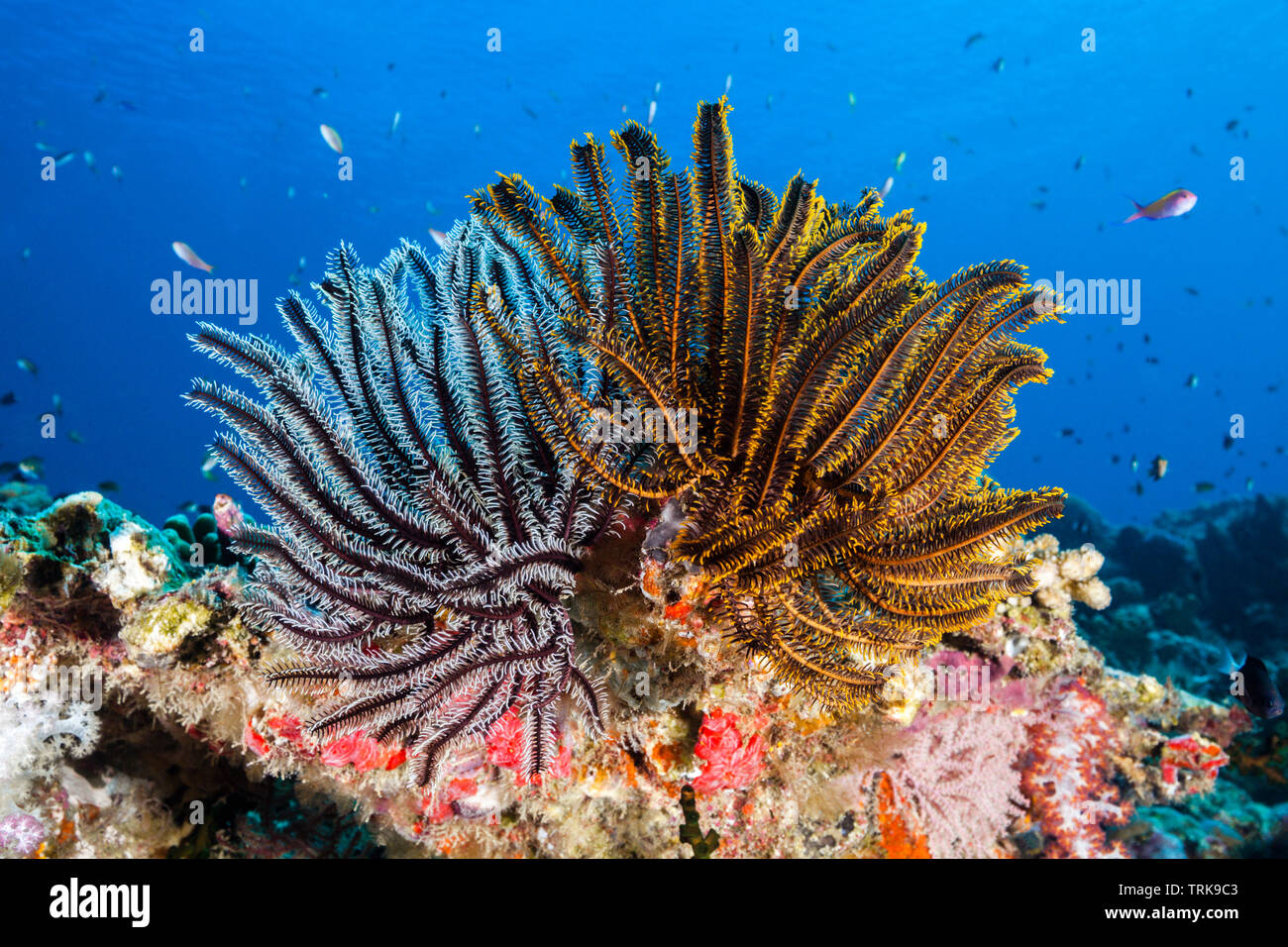 Crinoids in Coral Reef, Comaster schlegeli, Lissenung, New Ireland, Papua New Guinea Stock Photo