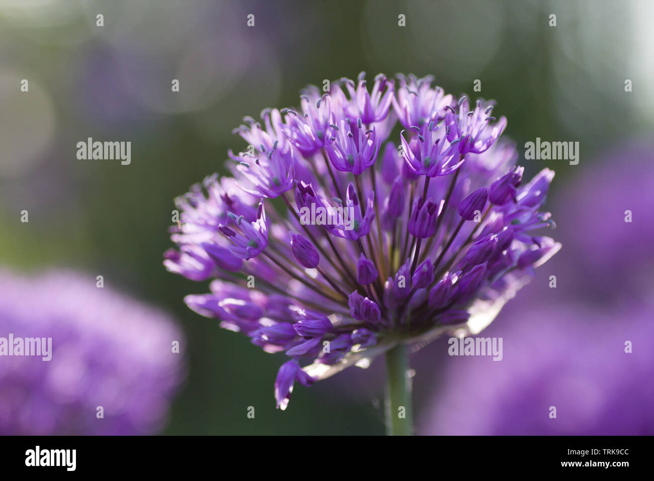 Purple backlit flower of Allium Stock Photo