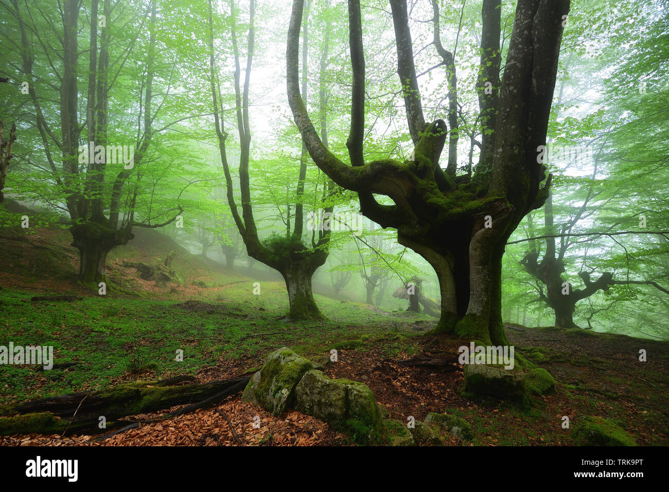 Spring morning in the enchanted forest on a foggy day, Gorbea natural park Stock Photo