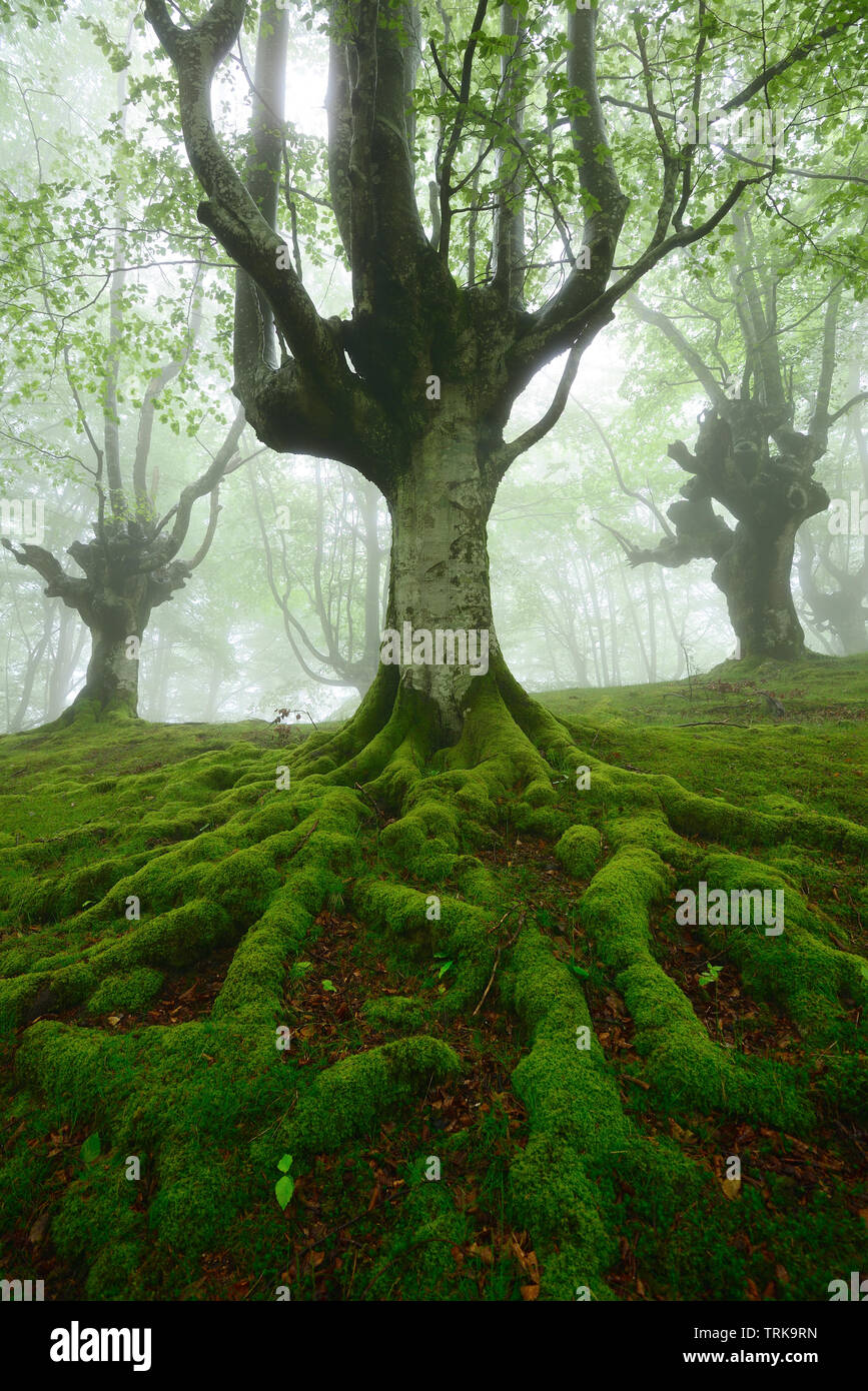 Spring morning in the enchanted forest on a foggy day, Gorbea natural park Stock Photo