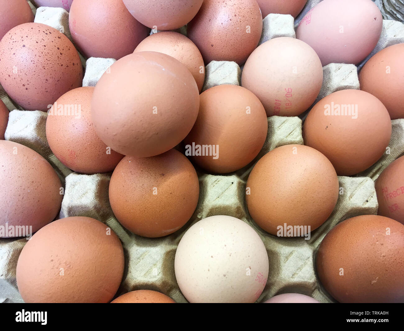 Poules pondeuse hires stock photography and images Alamy