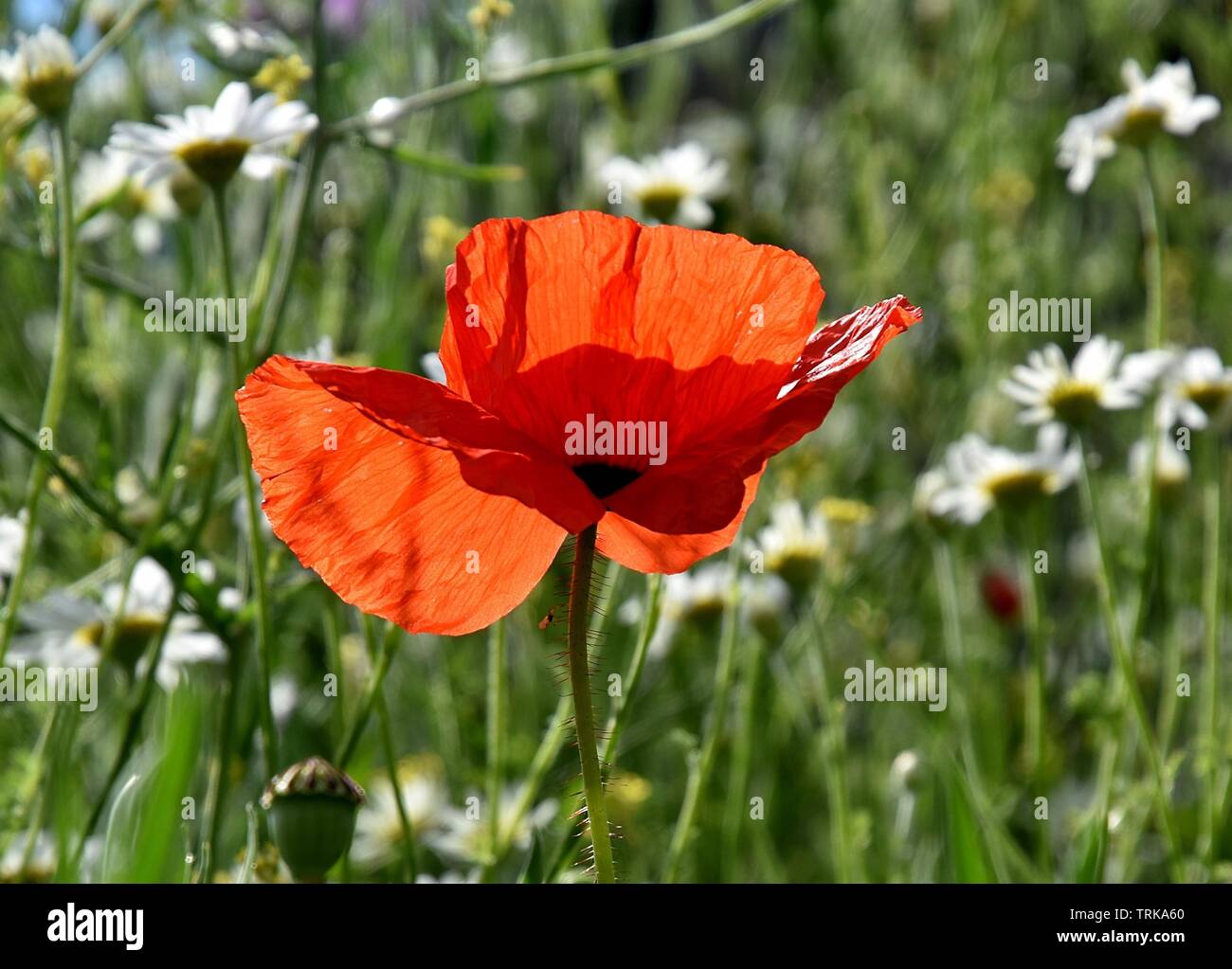 A single red poppy in the grow wild area. Stock Photo
