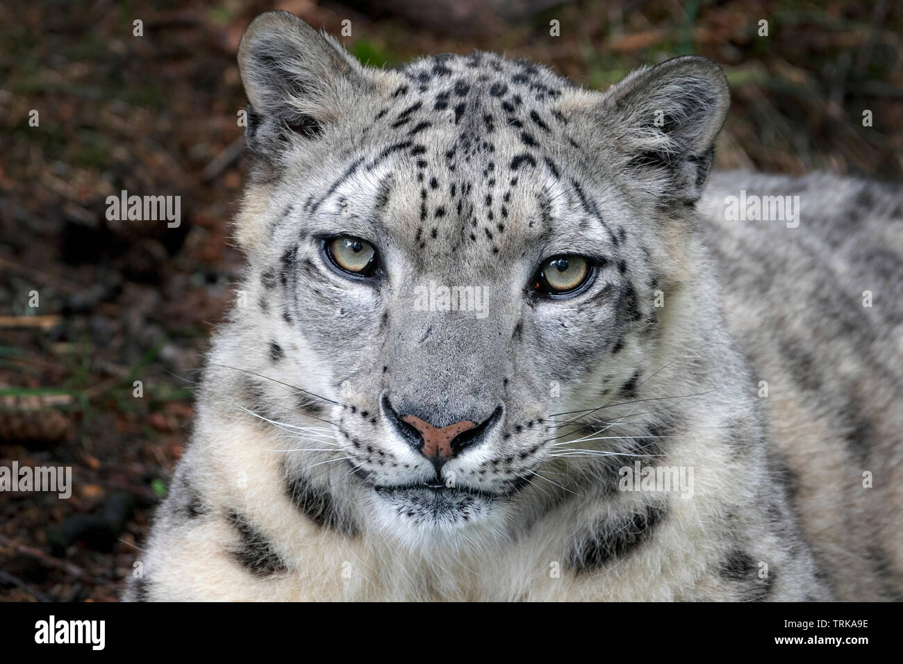 Male snow leopard looking towards camera Stock Photo Alamy