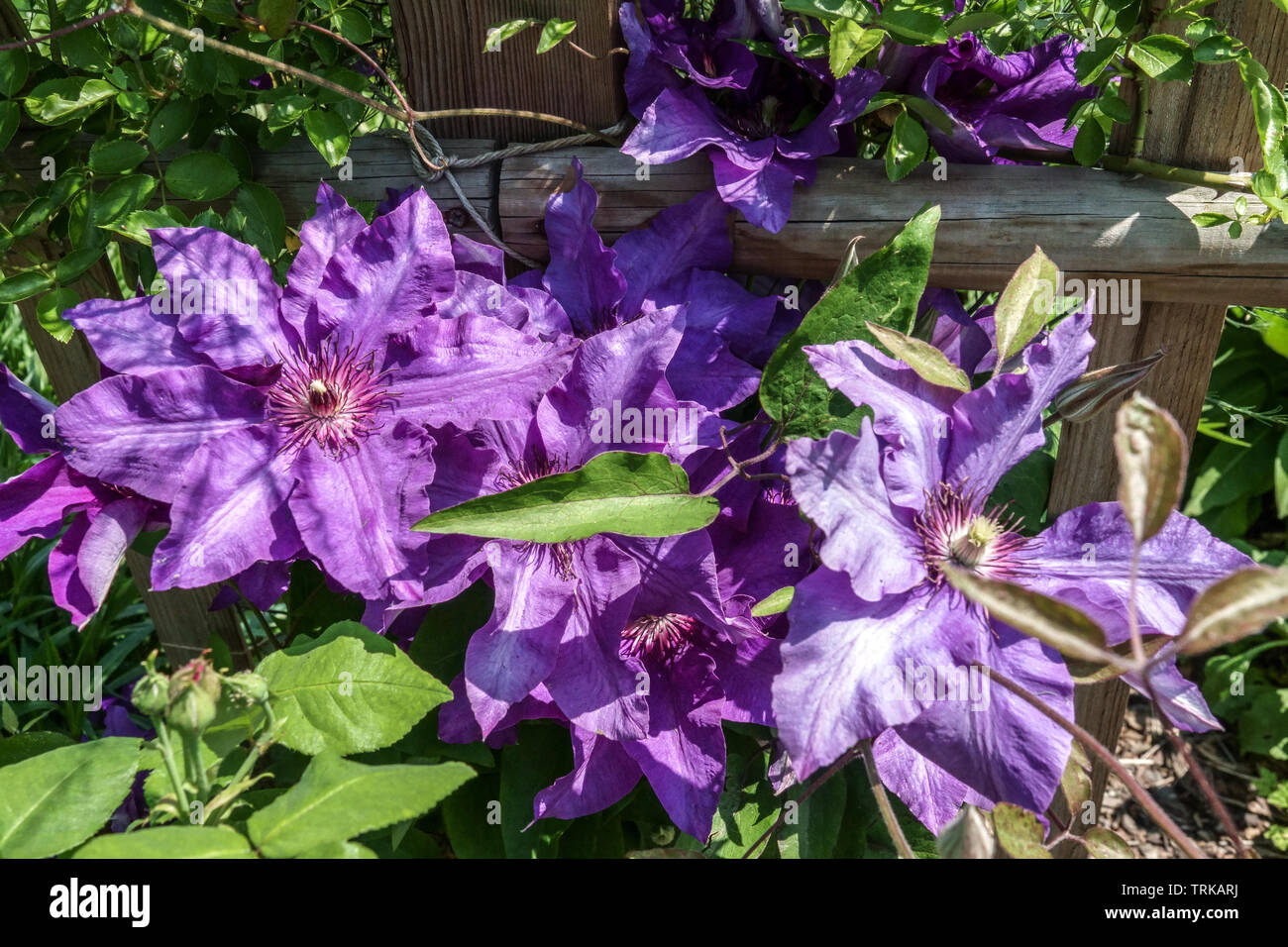 Clematis blue flower 'The President', growing on wooden fence in garden Stock Photo