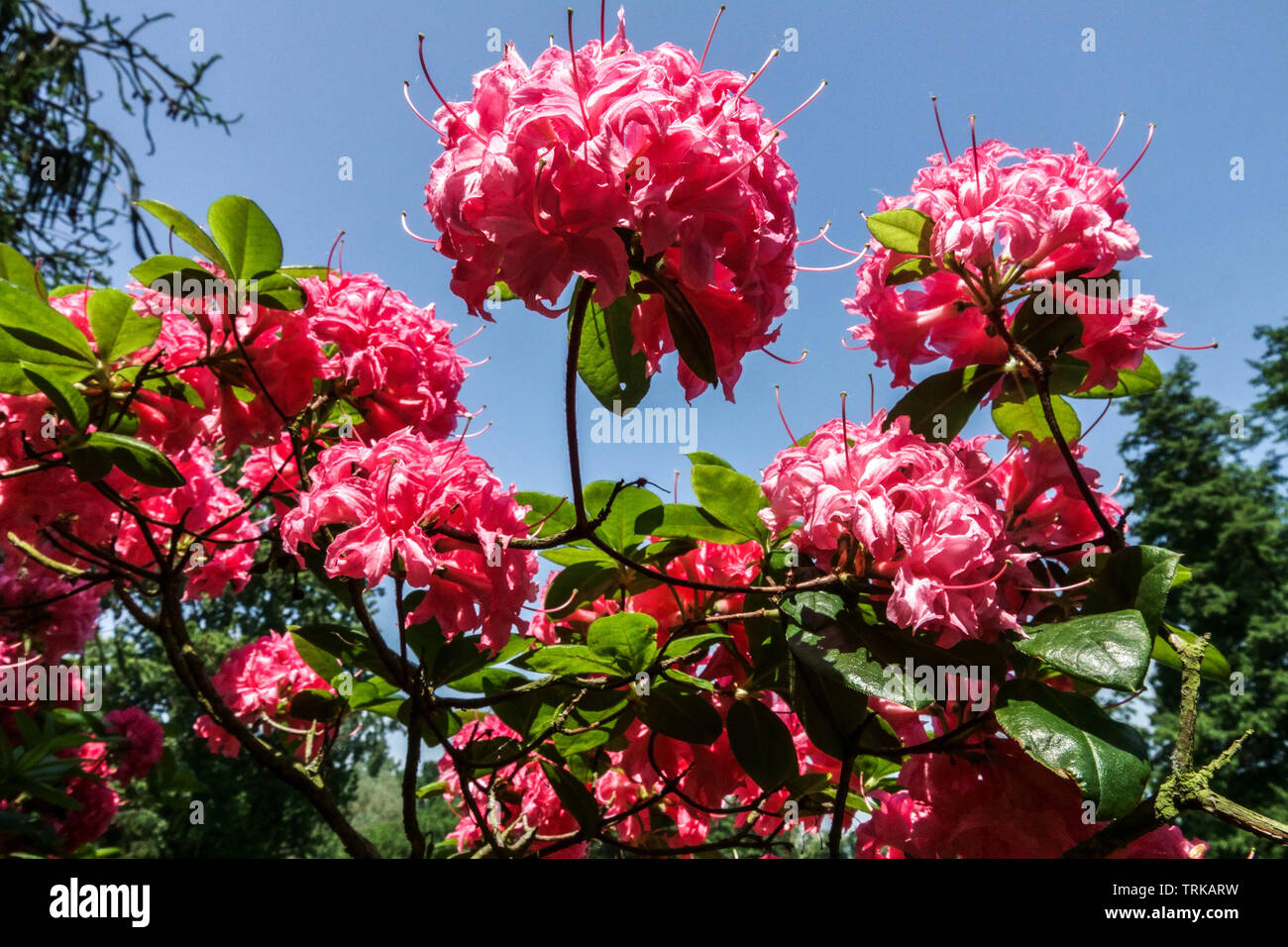 Pink rhododendron flower 'Homebush', flowering shrubs Stock Photo
