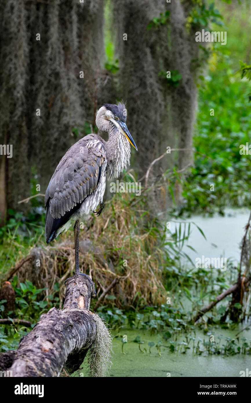 Great Blue Heron resting in its habitat