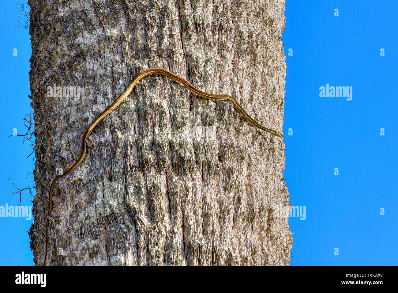 Sometimes it's good to watch above your head and see what's happening there. Peninsula Ribbon Snake climbing on the palm tree. Stock Photo