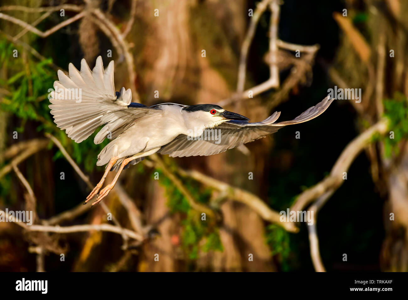 Heron in flight hi-res stock photography and images - Alamy