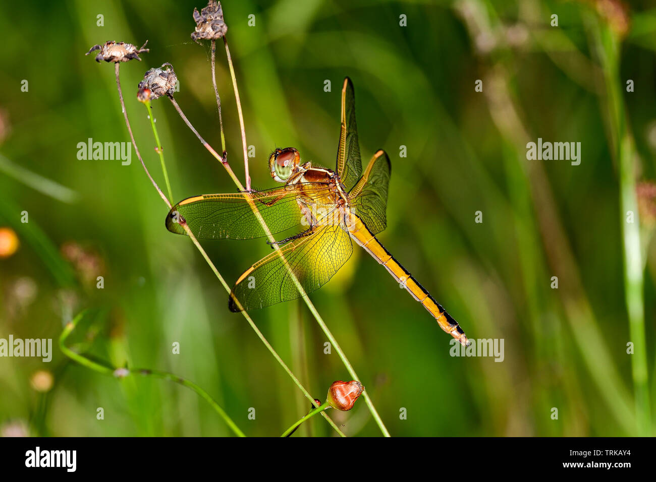 Needham's Skimmer Stock Photo