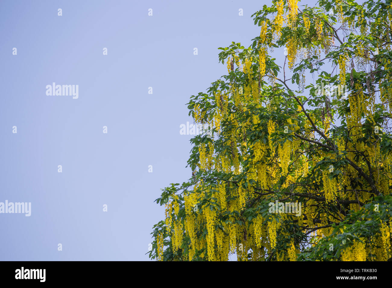 Golden rain shrub hi-res stock photography and images - Alamy